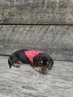 Charlie Ckc, a male Miniature Dachshund for sale in Blairsville, GA – 4 of 10