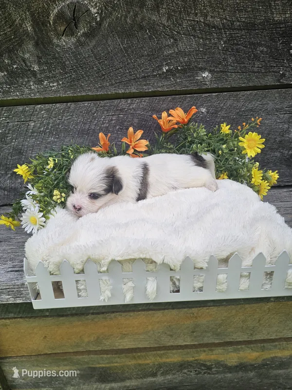 Bandit  – Shorkie puppy for sale in Blairsville, GA