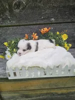 Bandit , a male Shorkie for sale in Blairsville, GA – 1 of 5