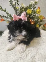 Willow Ckc, a female Shih Tzu for sale in Blairsville, GA – 6 of 8