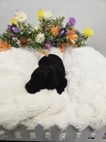 Jaguar Ckc, a male Poodle - Toy  for sale in Blairsville, GA – 4 of 6