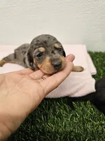 Bella Ckc, a female Miniature Dachshund for sale in Blairsville, GA – 2 of 4