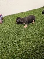 Otis Ckc, a male Miniature Dachshund for sale in Blairsville, GA – 2 of 4