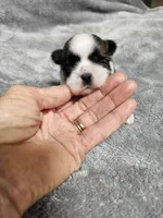 Brittany Ckc, a female Shih Tzu for sale in Blairsville, GA – 2 of 3
