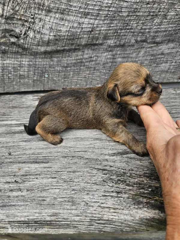 Dasher  – Yorkshire Terrier, Miniature Dachshund puppy for sale in Blairsville, GA
