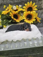 Charlie Ckc, a male Miniature Dachshund for sale in Blairsville, GA – 3 of 4