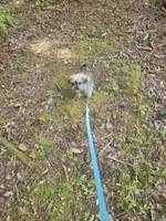 Dexter , a male Shorkie for sale in Blairsville, GA – 7 of 9