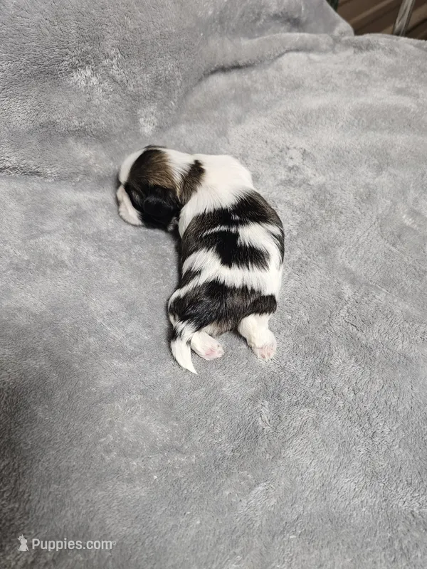 Chelsea Ckc – Shih Tzu puppy for sale in Blairsville, GA