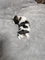 Chelsea Ckc, a female Shih Tzu for sale in Blairsville, GA – 1 of 3