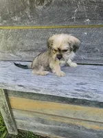 Dexter , a male Shorkie for sale in Blairsville, GA – 8 of 9