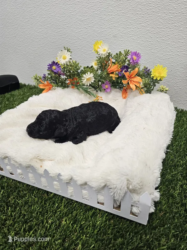 Ebony Ckc – Poodle - Toy  puppy for sale in Blairsville, GA