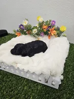 Ebony Ckc, a male Poodle - Toy  for sale in Blairsville, GA – 1 of 6