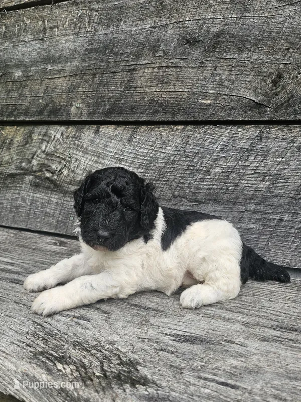 Harper Ckc – Poodle - Standard  puppy for sale in Blairsville, GA
