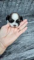 Snickers Ckc, a male Shih Tzu for sale in Blairsville, GA – 2 of 5