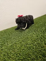 Jade Ckc, a female Poodle - Toy  for sale in Blairsville, GA – Photo 5 of 6