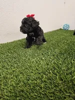 Jade Ckc, a female Poodle - Toy  for sale in Blairsville, GA – Photo 4 of 6