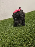 Jade Ckc, a female Poodle - Toy  for sale in Blairsville, GA – Photo 3 of 6