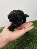 Jade Ckc, a female Poodle - Toy  for sale in Blairsville, GA – Photo 1 of 6