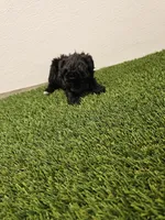 Jade Ckc, a female Poodle - Toy  for sale in Blairsville, GA – Photo 6 of 6