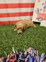 Copper Ckc, a male Poodle - Toy  for sale in Blairsville, GA – 2 of 4