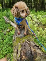 Ace Akc, a male Poodle - Toy  for sale in Blairsville, GA – 2 of 5