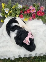 Harper Ckc, a female Poodle - Standard  for sale in Blairsville, GA – 3 of 6
