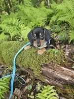 Oscar Ckc, a male Miniature Dachshund for sale in Blairsville, GA – 2 of 9