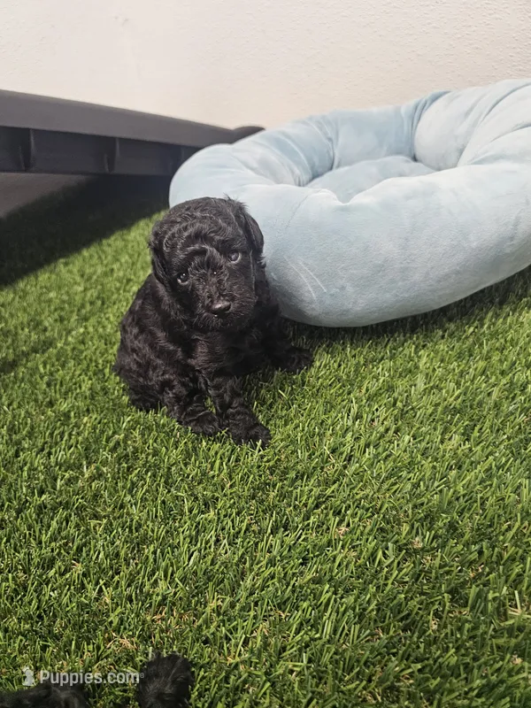 Jaguar Ckc – Poodle - Toy  puppy for sale in Blairsville, GA