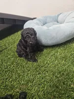 Jagger Ckc, a male Poodle - Toy  for sale in Blairsville, GA – 1 of 10