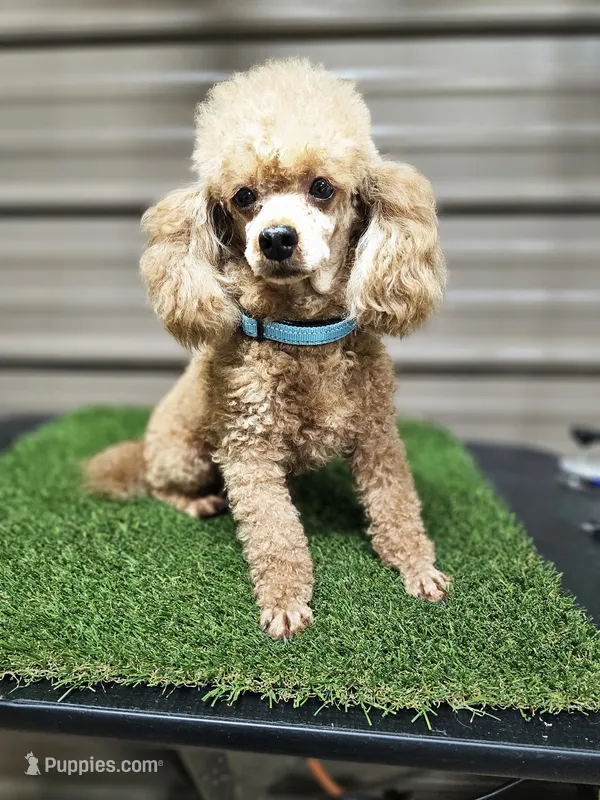 Ace Akc – Poodle - Toy  puppy for sale in Blairsville, GA