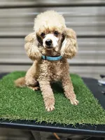 Ace Akc, a male Poodle - Toy  for sale in Blairsville, GA – 1 of 5