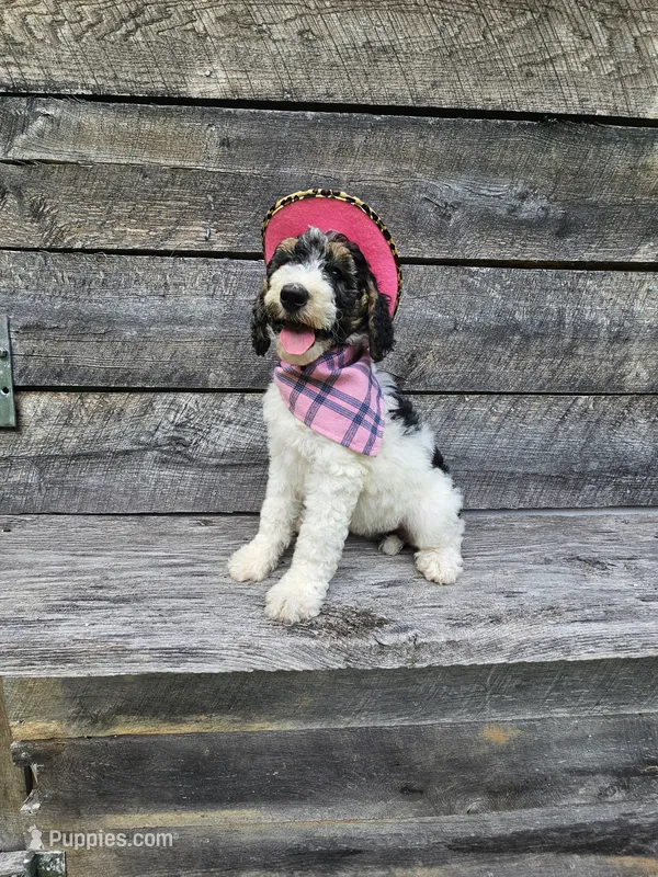 Zelda Ckc – Poodle - Standard  puppy for sale in Blairsville, GA