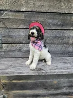 Zelda Ckc, a female Poodle - Standard  for sale in Blairsville, GA – 1 of 10