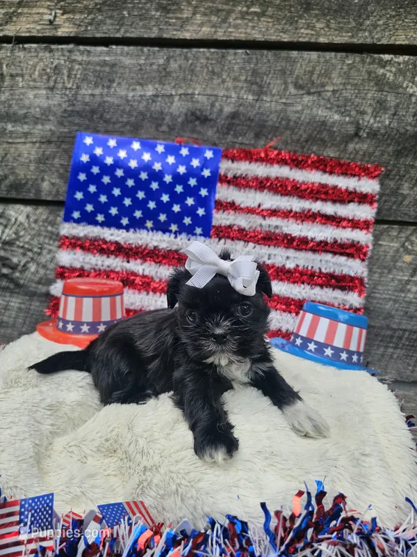 Jenny Ckc – Shih Tzu puppy for sale in Blairsville, GA
