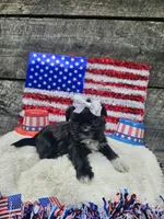 Jenny Ckc, a female Shih Tzu for sale in Blairsville, GA – 4 of 8