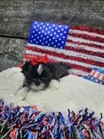 Willow Ckc, a female Shih Tzu for sale in Blairsville, GA – 3 of 8