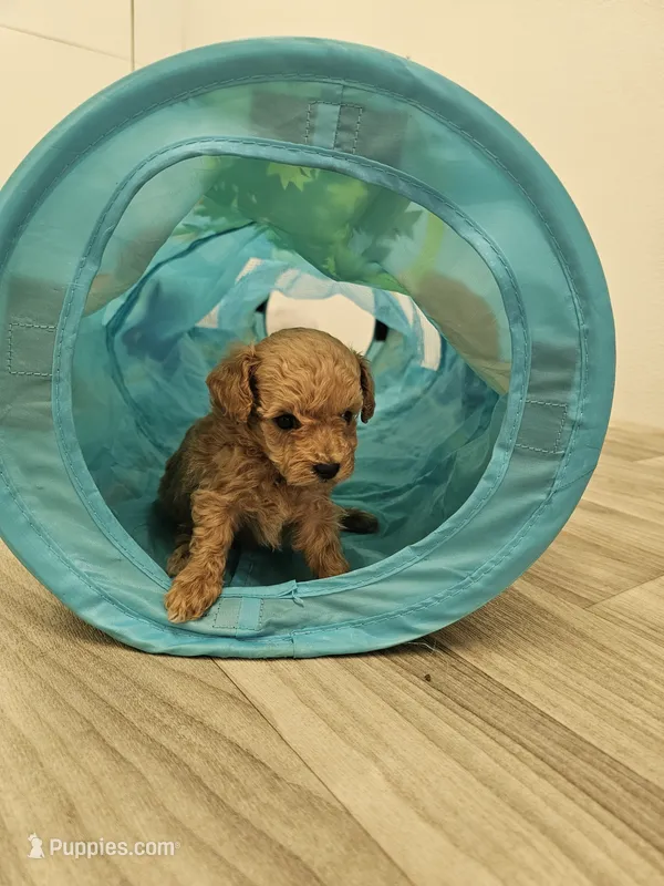 Penny Ckc – Poodle - Toy  puppy for sale in Blairsville, GA