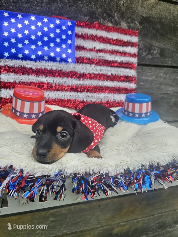 Charlie Ckc – Miniature Dachshund puppy for sale in Blairsville, GA