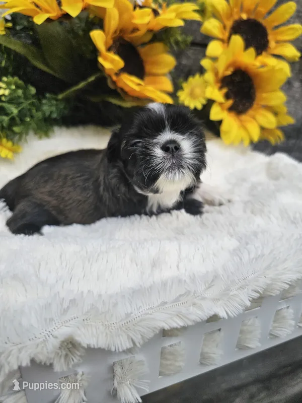 Scruffy Ckc – Shih Tzu puppy for sale in Blairsville, GA
