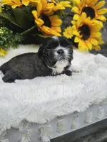 Scruffy Ckc, a male Shih Tzu for sale in Blairsville, GA – 1 of 4