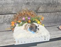 Benji Ckc, a male Shih Tzu for sale in Blairsville, GA – 1 of 10