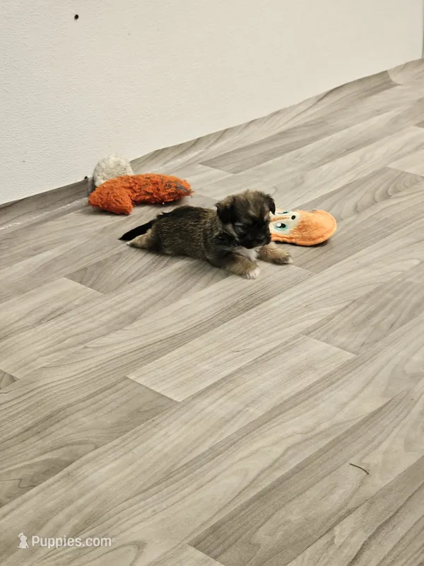 Georgie  – Shorkie puppy on hold in Blairsville, GA