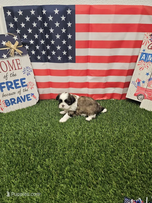 Marco Ckc – Shih Tzu puppy for sale in Blairsville, GA