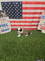 Marco Ckc, a male Shih Tzu for sale in Blairsville, GA – 2 of 9