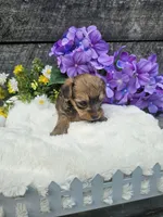 Dasher , a male Yorkshire Terrier and Miniature Dachshund for sale in Blairsville, GA – 6 of 6