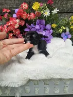 Jenny Ckc, a female Shih Tzu for sale in Blairsville, GA – 3 of 4