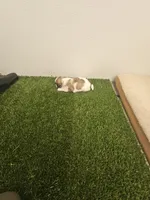 Izzy Ckc, a female Shih Tzu for sale in Blairsville, GA – 5 of 6
