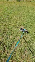 Nebo Ckc, a male Shih Tzu for sale in Blairsville, GA – 9 of 9