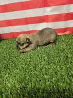 Dasher , a male Yorkshire Terrier and Miniature Dachshund for sale in Blairsville, GA – 3 of 4