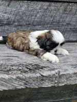 Marco Ckc, a male Shih Tzu for sale in Blairsville, GA – 5 of 9
